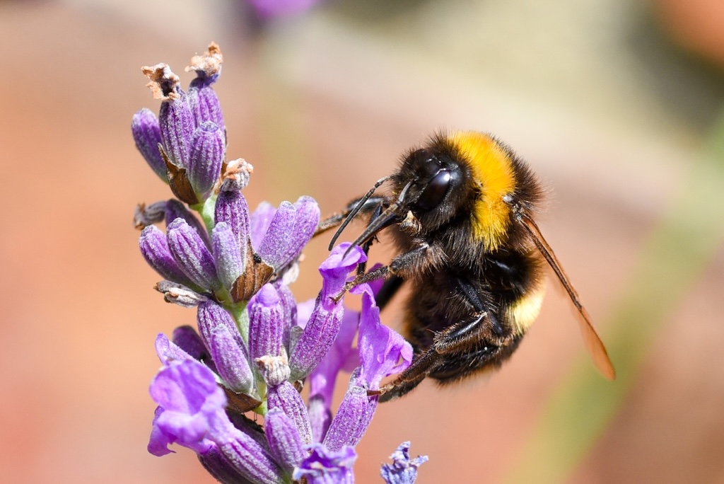 Bilim İnsanları, Bombus Arılarına Bir Tür Mors Alfabesini Anlamayı Öğretti
